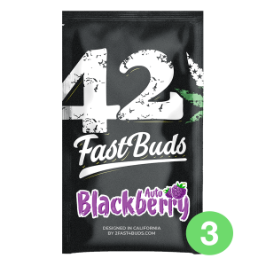 Fast Buds Blackberry | Automatik | 3 Samen