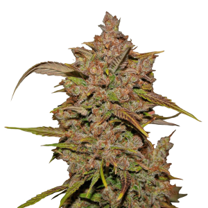Fast Buds Crystal M.E.T.H. | Automatic | 5 seeds