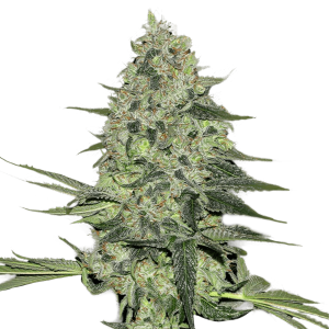 Fast Buds Rhino Ryder | Automatic | 5 seeds