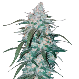 Fast Buds Pineapple Express | Auto | Pack of 3