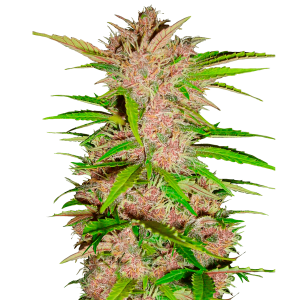 Fast Buds Fastberry | Auto | 3er