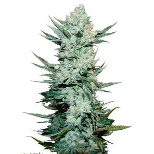 Fast Buds Tangie Matic | Automatic | 5 seeds