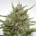 Paradise Seeds Auto White Berry | Automatic | 10 seeds