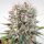 Paradise Seeds Wappa | Feminized | 10 seeds