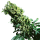 Sensi Seeds Northern Lights # 5 x Haze | Feminisiert | 5 Samen