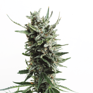 T.H. Seeds Auto Critical HOG | Auto | Pack of 5