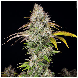 T.H. Seeds UnderDawg | Feminized | 5 seeds