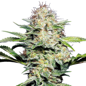 White Label Skunk Automatic | 10 seeds