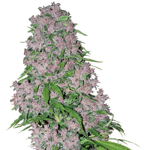 White Label Purple Bud | Feminisiert | 5 Samen