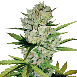 White Label Super Skunk Automatic | 5 seeds